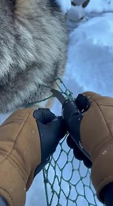 Found this majestic wolf caught in a net out in the wild. It was growling and scared, but I knew I had to help. Had to stay calm and reassure him it would be okay. My heart was pounding! So glad he's free and back in the wild where he belongs. What an incredible moment. 🥹 #WolfRescue #WildLife #AnimalRescue #Nature #Winter #Outdoors #Hero #Animals #Amazing #Wild | Unchainly