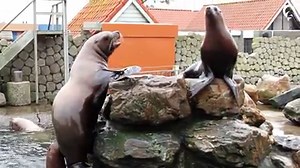 Bij het Dolfinarium 🐬 leven ook Stellerzeeleeuwen. Dit is de grootste Zeeleeuwensoort ter wereld! 😲 Ze leven in een harem. Wil je weten wat dit is en hoe dit gaat? Bekijk dan ons filmpje of kom langs! 😃 Tickets bestel je online! ➤ bit.ly/2ic90V5 | Dolfinarium