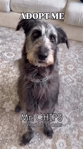 Meet MR. CHIPS Your sturdy, sweet, snack‑sized soulmate Fostered in Bergen County, NJ Available across NY, NJ, CT, PA, ME, VT, VA, DE, MD, RI, NH Fully vetted • Neutered • Microchipped Age: 7 months | 49 lbs Apply at houndsinpounds.org If you’ve been waiting for a quiet, loving, snack‑shaped sidekick who’s built like a tiny tank of pure affection… congratulations. You just met your new best buddy. Mr. Chips is the full package: Sweet enough to make a Hershey bar question its career Fun enough to