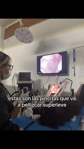 Endoscopia felina: Exploración y cuidado veterinario