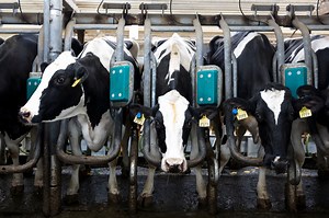 An increasing number of American farmers turn away from growing organic