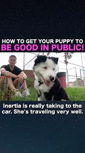 9.9K views · 104 reactions | Taking your dog out in public sounds...