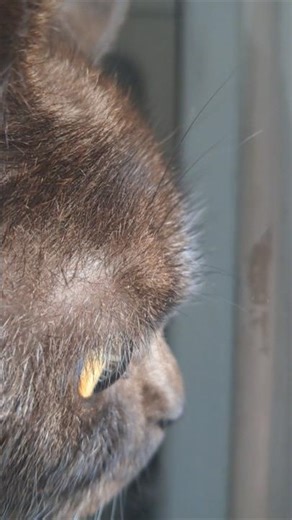 realistic Cat Sounds