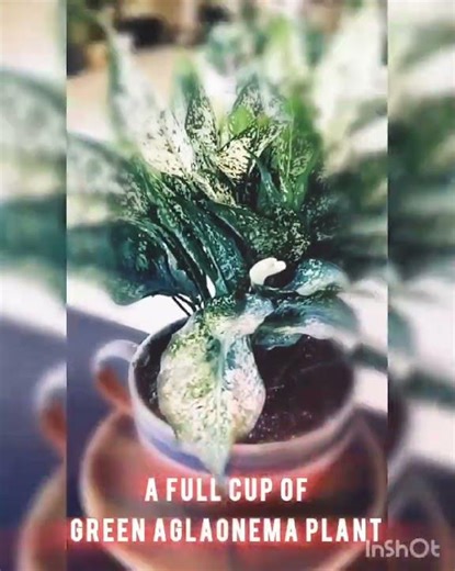 A Cup of Green Aglaonema Plant #subscribe #like #share #follow #comment #reels #shortsvideo #views