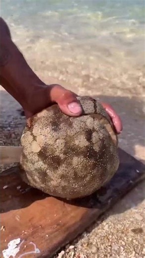 Amazing Inflated Puffer Fish Found on the Shore! 🐡😱