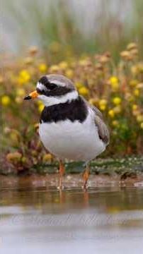 Common Ringed Plover #beautiful #amazing #birds