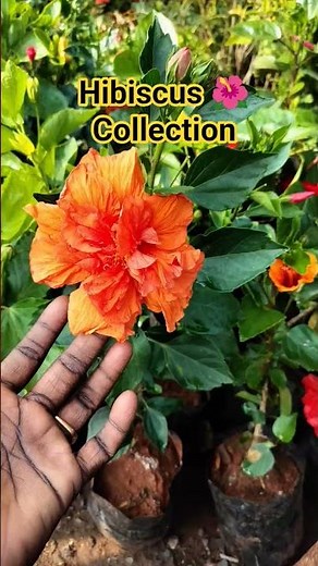 Explore My Colorful Hibiscus Collection | 15+ Stunning Varieties Blooms 🌺