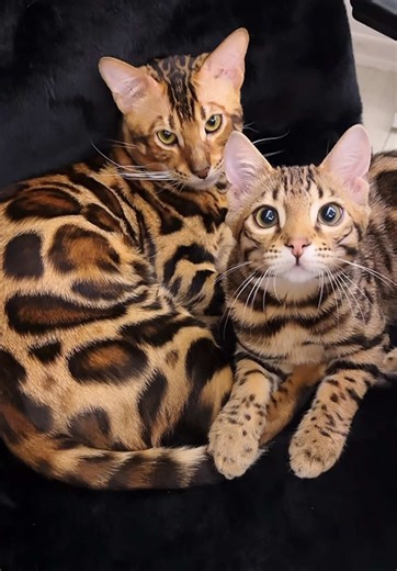 Adorable Bengal Kittens for Sale