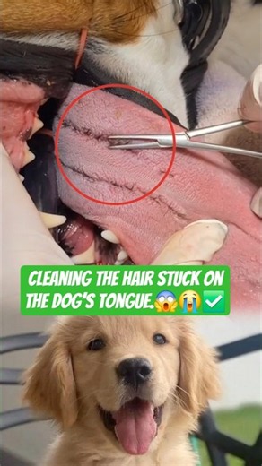 Cleaning the hair stuck on the dog’s tongue.#DogCare #PetCare #DogRescue