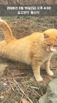 2026년 3월 15일(일) 오후 4:33 길고양이 황선이