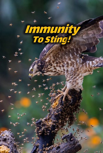 5.4K views · 107 reactions | Meet the honey buzzard, the incredible bird of prey with unique adaptations to hunt bees and wasps without getting stung! 礪 Dive into its fascinating world on our latest video. #NatureMarvels #HoneyBuzzard | Animal Doozy | Facebook