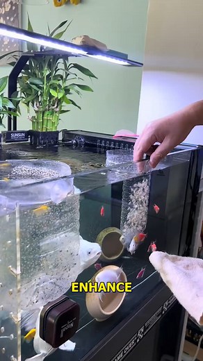 Transform Your Aquarium in 11 Seconds. #AquariumMagic #FishTankSetup #AquariumLife #QuickAquariumTips #UnderwaterBeauty | हिंदुस्तानी है हम
