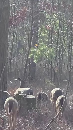 South GA 🎯🦌 #whitetaildeer #deerhunting #hunting #outdoors