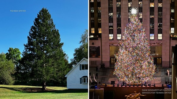 Rockefeller Center reveals 2025 Christmas tree from family in East Greenbush, NY