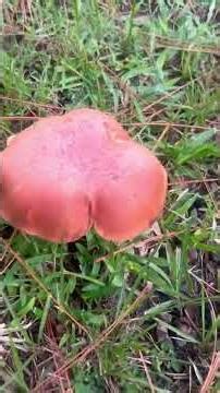 Yard day #shroomers #toadstools #johndeere #lawn #lawncarefisaster #grasscare