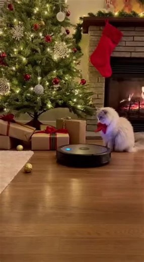 Best Gift for My Dog #curiousDog #robot #Dog #roomba #funnyDog hunting Dogvideo