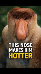 The Nose That Makes Him More Attractive This monkey’s nose isn’t just strange — it’s a built-in amplifier. The proboscis monkey from Borneo uses its oversized nose to produce deeper, more powerful calls — and females actually prefer bigger noses. Strong swimmers, powerful jumpers, and babies born with bright blue faces. Nature doesn’t do boring. #proboscismonkey #animalfacts #wildlife #didyouknow | Weinspirefacts
