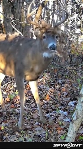 Monster buck caught on camera #hunting #whitetail