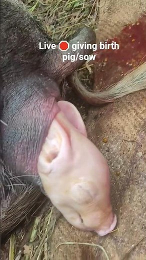 🛑 live sow/pig giving birth #pigfarming #pig #piggivingbirth #piglet #viralshort #viral