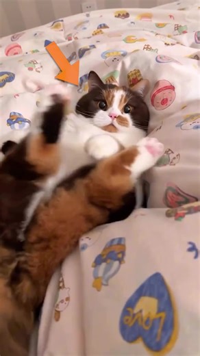 If you have a Calico, you’re living with a genetic miracle! 🐱✨ Did you know they aren’t even a breed? From being 99% female to serving as oﬃcial lucky charms since the 1870s, these tri-colored kitties are truly one-of-a-kind. They even have oﬃcial state honors in Maryland! Does your cat have that famous calico