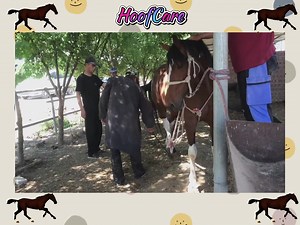 1.1K views · 13 reactions | Owner trades 16 donkeys for a thoroughbred horse, but worries about hoof trimming-split-[Part-6] #animal #horse #cow #donkey #hoofcare #satisfying #hoof #care #helping | Hoof Care | Facebook