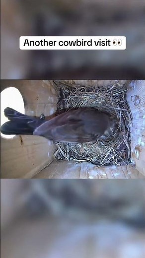 Cowbird Removed Another Egg… 👀🐦