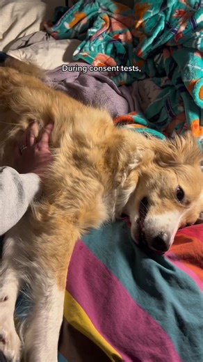 Understanding Consent in Dog Behavior: Tips and Techniques