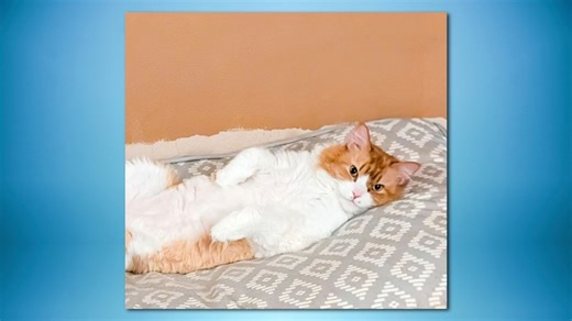 Arkansas cat named ‘Cheddar Big Booty Cheeseburger’ wins national contest