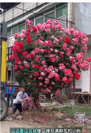你见过长在树上的玫瑰吗？为什么这种玫瑰，看起来比普通玫瑰更高级？#科普一下 涨知识 #玫瑰花