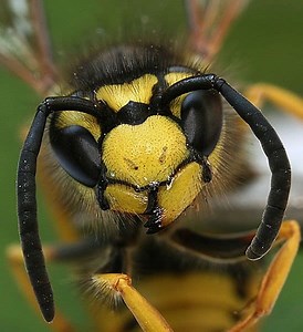 Wasp Lifespan: How Long Do Wasps Live?