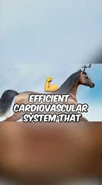 From the Desert to the World: The Story of the Arabian Horse