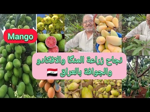 زراعة المنگا أو المانجو Mango المنجا المنكا في العراق 🇮🇶 تزرع وتباع مطعمة بأسعار مناسبة