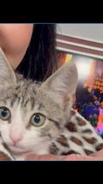 San Antonio Humane Society Pet of the Week