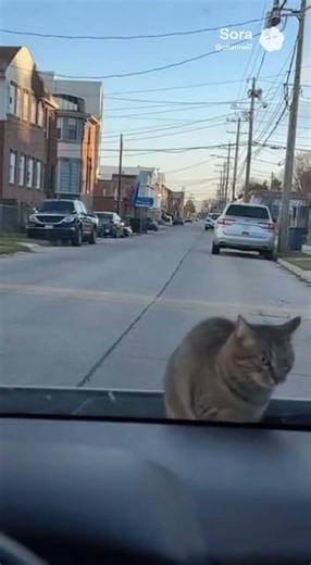 Cat Terrorizes Mouse On The Street #lol #mouse #catshorts #cats #badcat #funnypets