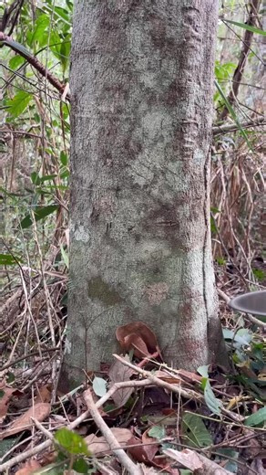 Explorando a Vida no Campo com Roçadeiras