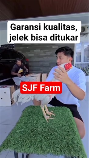 SJF Farm kasih garansi untuk pembeli. #ayamimport #ayam #ayamberkualitas #ayambangkok