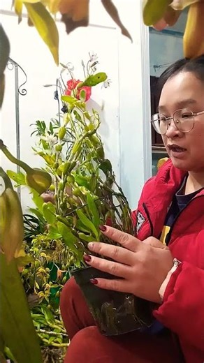 The string of pearls is in bud.