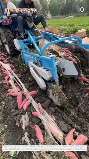 Agricultural Yield: How Mechanical Plow Transforms Earth Into Exposed Sweet Potatoes 