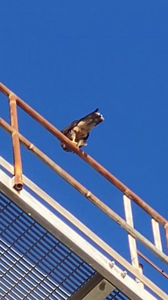 249K views · 197 reactions | Breakfast with a peregrine falcon. . . . #peregrine #peregrinefalcon #falcon #birdofprey #eatorbeeaten #birding #hamptonbays #longisland #fishguyphotos | Fish Guy Photos | Facebook