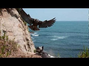 Brother Falcon 「ハヤブサ ～空に生きる猛禽～」