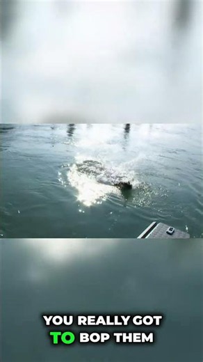 How to Hook a King Salmon