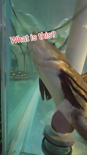 58K views · 867 reactions | Super Cool Catfish #fish #aquarium #fishing #reels | Ohio Fish Rescue | Facebook