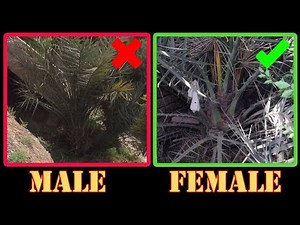 How to Differentiate Male and Female in Seed Grown Date Palm at Home (English)