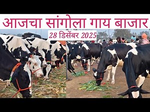 🛑 आजचा सांगोला गाय बाजार 28 डिसेंबर 2025 🛑