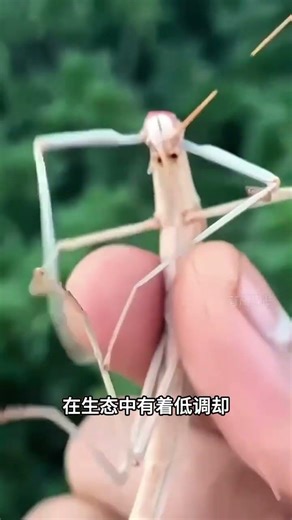 The World's Greatest Camouflage Stick Insect: Uncover Nature's Master