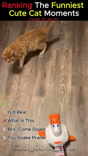 Ranking The Funniest Cute Cat Moments 🥹😂🐱 – Part 33