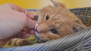 Update zu Petzi😻 Schaut mal, der alte Petzi hat es geschafft und befindet sich bereits bei uns im Tierheim! Er dürfte sein Leben als Streuner verbracht haben, er fasst aber schon Vertrauen zu uns. Das ist wichtig, da er aufgrund der Schilddrüsentherapie auf tägliche Medikamentengabe angewiesen ist. Wir sind guter Dinge und freuen uns sehr der alten Seele noch eine schöne Zeit schenken zu können. Vielen herzlichen Dank an alle Spender die uns bei der Finanzierung seiner Klinikrechnung und der we