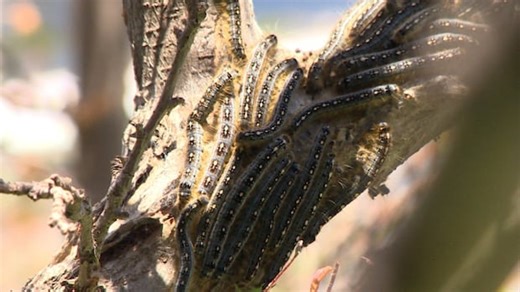 Forest tent caterpillars invading Winnipeg: Here is what you need to know