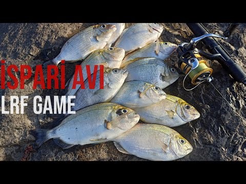 LRF AVI NASIL OLMALI DETAYLI ANLATIM İSPARİ AVI