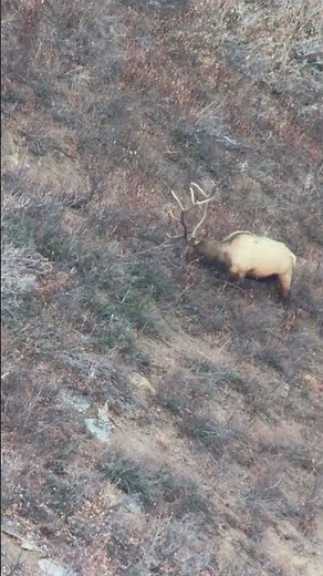 Utah Bull Elk